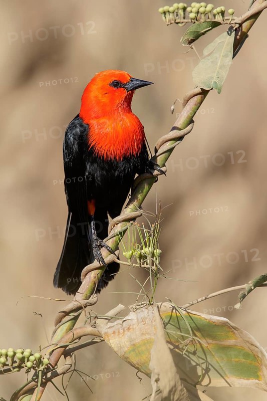 Scarlet-headed Blackbird (Amblyramphus holosericeus) perched on a branch in the Pantanal region of Brazil
