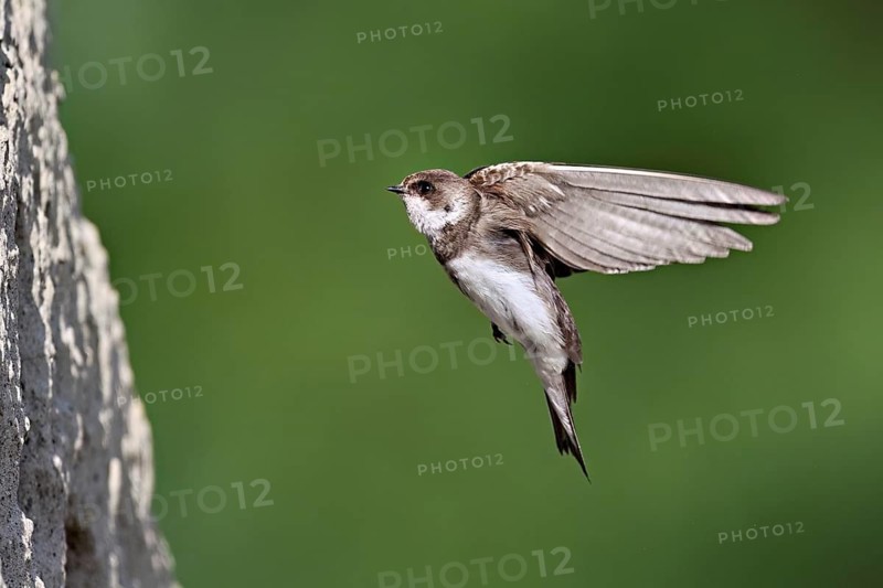 Sand martin (Riparia riparia), approaching the breeding tube, Reussegg nature reserve, Canton Aargau, Switzerland