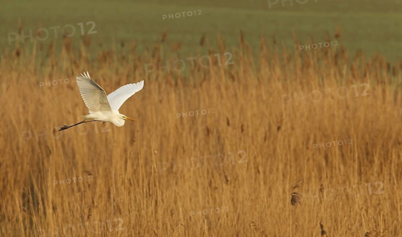 Great Egret (Ardea alba) flying, Rhineland-Palatinate, Germany