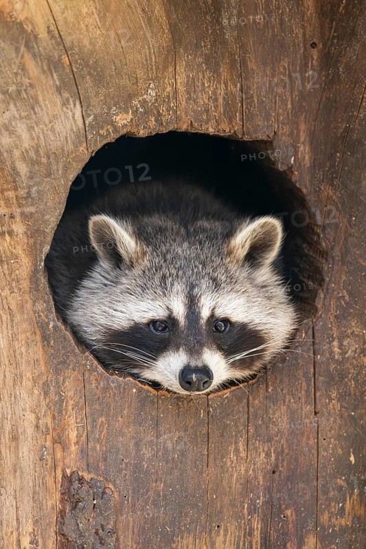 Raccoon (Procyon lotor), in a tree in a forest, Bavaria, Germany