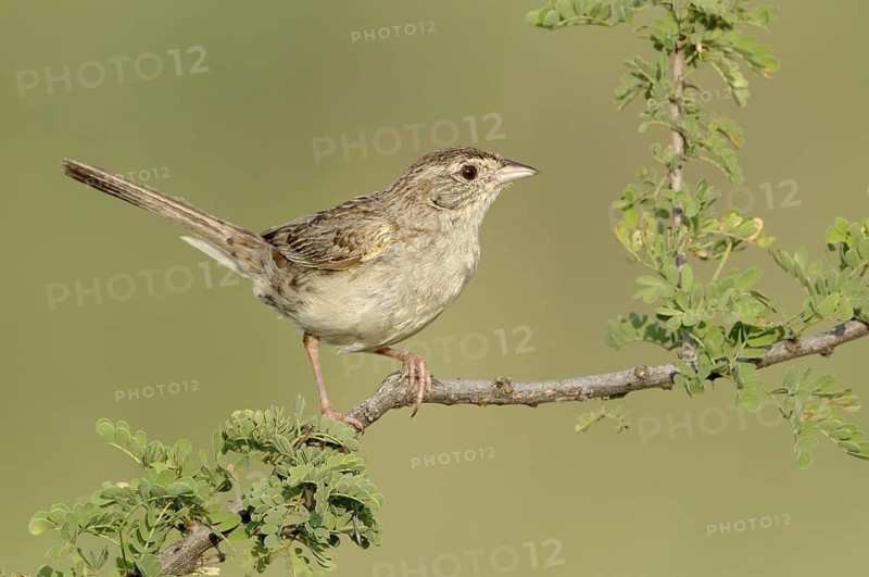 Cassin's Sparrow (Peucaea cassinii), Texas, USA