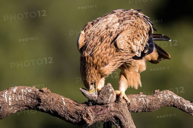Spanish Imperial Eagle (Aquila adalberti) juvenile feeding perched on a branch, Andalusia, Spain