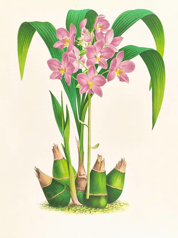 Orchid, Spathoglottis plicata, authentic reproduction of an illustration by Jean Jules Linden (1817 - 1898), Luxembourgish-Belgian botanist, one of the fathers of orchid research, Historical