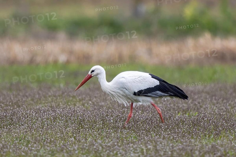 White Stork (Ciconia ciconia) foraging, North Rhine-Westphalia, Germany