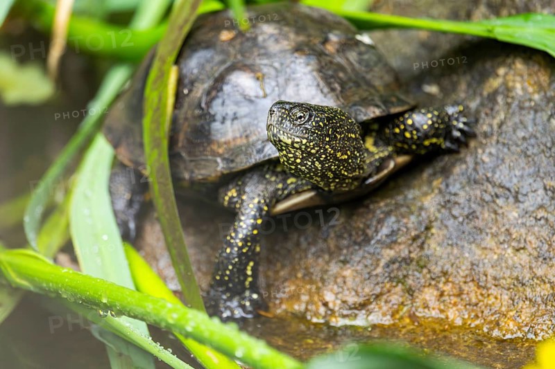 European pond turtle (Emys orbicularis) on a rock, Bavaria, Germany