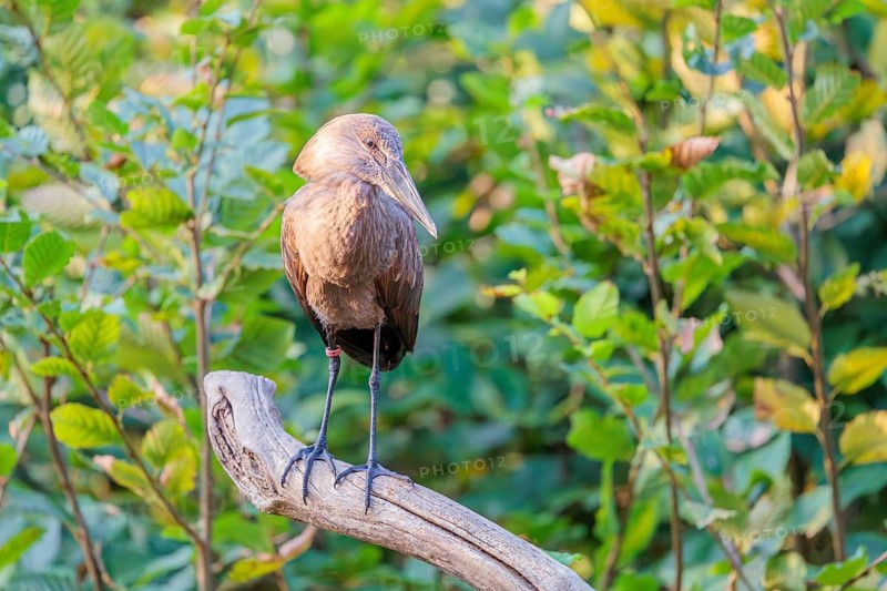 A hamerkop (Scopus umbretta) stands on a branch of a tree. Green vegetation can be seen in the background. Southern half of Africa, Madagascar
