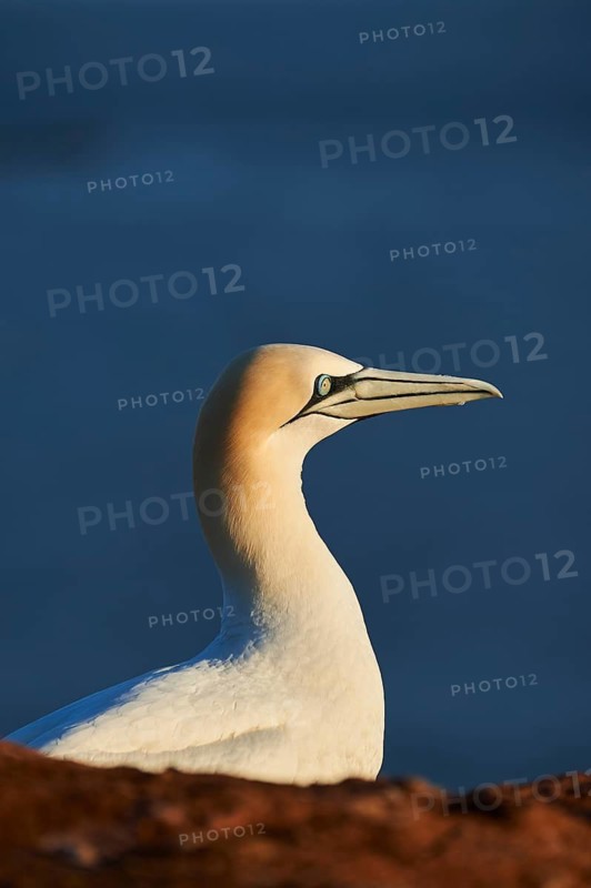 Northern gannet (Morus bassanus), portrait, close-up, at sunset, wildlife, Helgoland, Germany