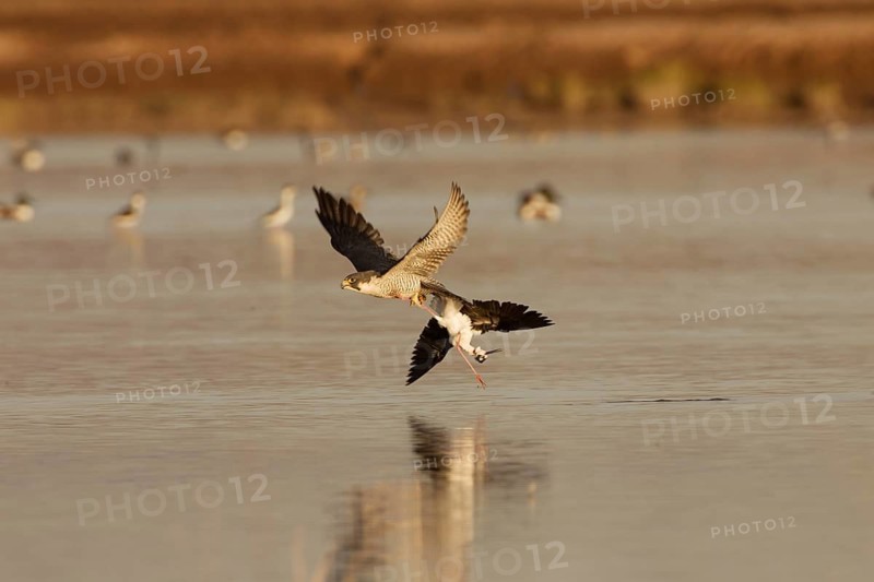 Peregrine Falcon (Falco peregrinus), California, USA