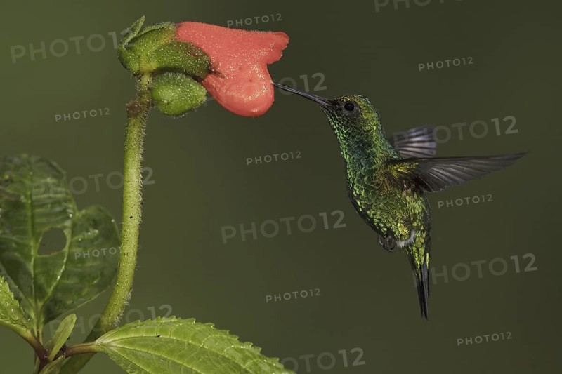 Western Emerald (Chlorostilbon melanorhynchus), Ecuador