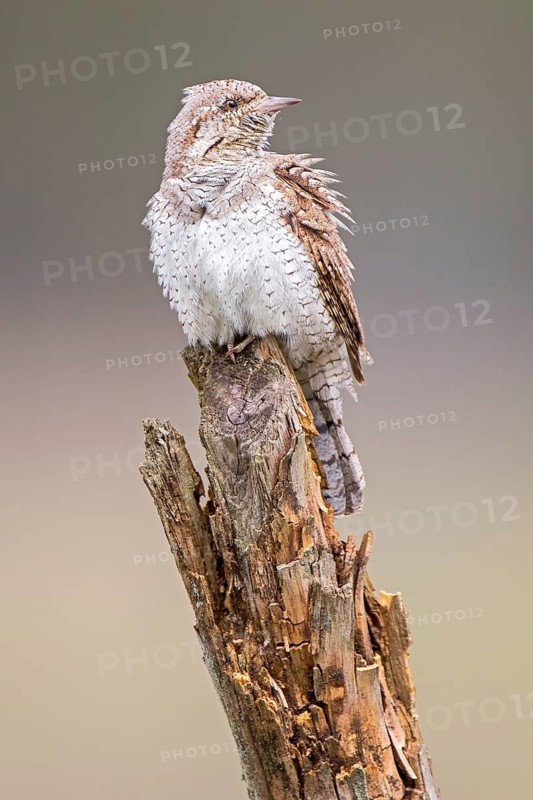 Eurasian Wryneck (Jynx torquilla), Saxony-Anhalt, Germany