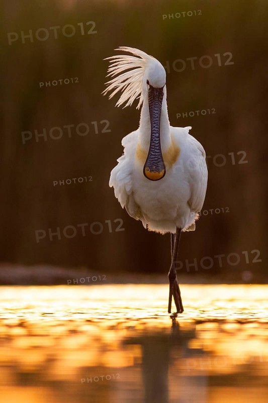 Eurasian Spoonbill (Platalea leucorodia) foraging, Pusztaszer, Hungary