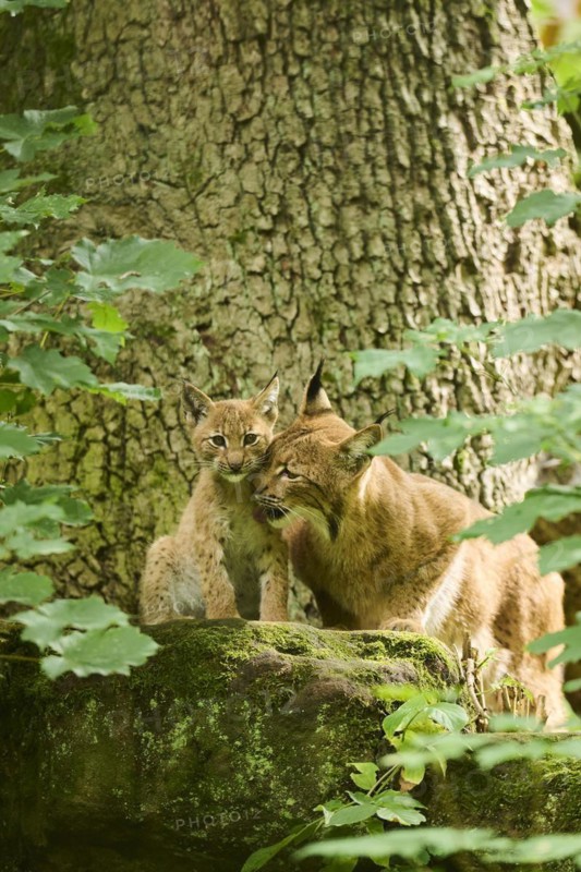 Eurasian lynx (Lynx lynx) mother with her youngster in a forest, Bavaria, Germany
