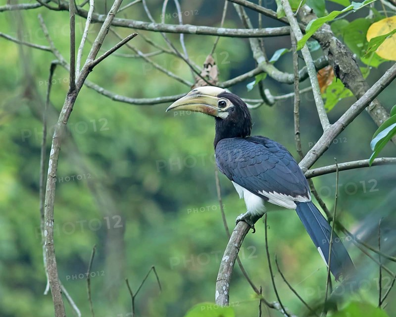 Oriental Pied Hornbill (Anthracoceros albirostris) female perched on a branch, Darjeeling, India