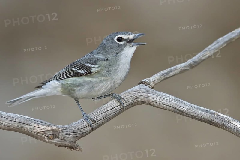 Plumbeous Vireo (Vireo plumbeus) perched on a branch in southern Arizona, USA