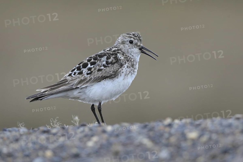 Baird's Sandpiper (Calidris bairdii), Alaska, USA