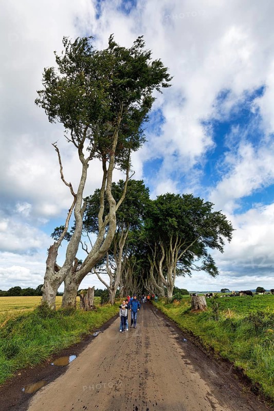 Tourist group, walkers walk through bizarre beech avenue, The Dark Hedges, tunnel avenue, Ballymoney, County Antrim, Northern Ireland, Great Britain