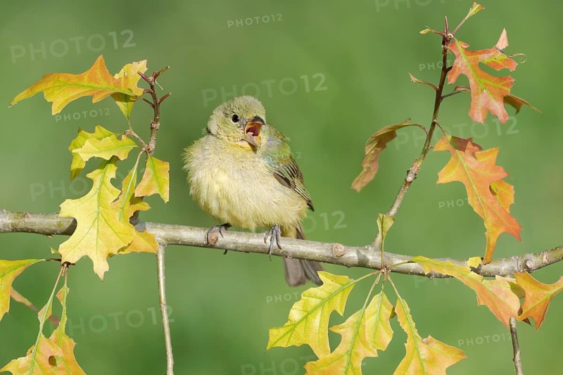 Painted Bunting (Passerina ciris) female singing, perched on a branch, Texas, USA