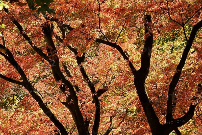 Fan maple (Acer palmatum) in autumn, North Rhine-Westphalia, Germany