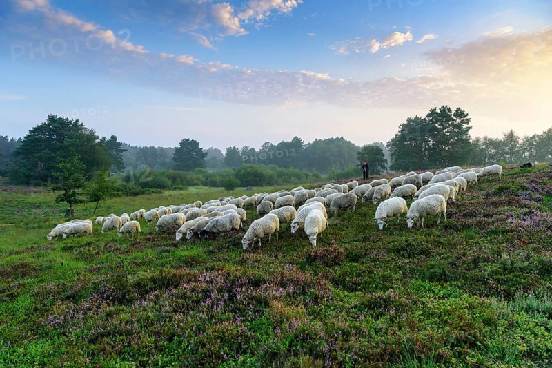 Herd of sheep with shepherd in heathland, Lower Saxony, Germany