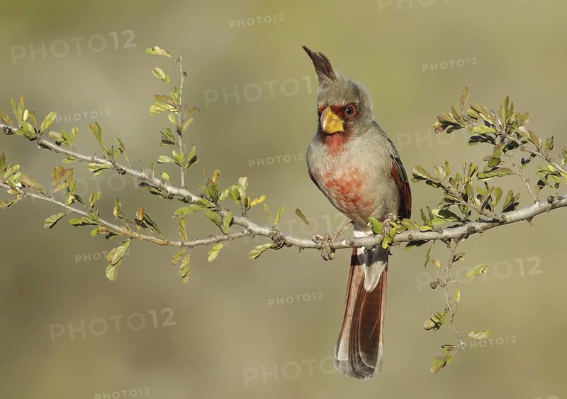 Pyrrhuloxia (Cardinalis sinuatus) male, Texas, USA