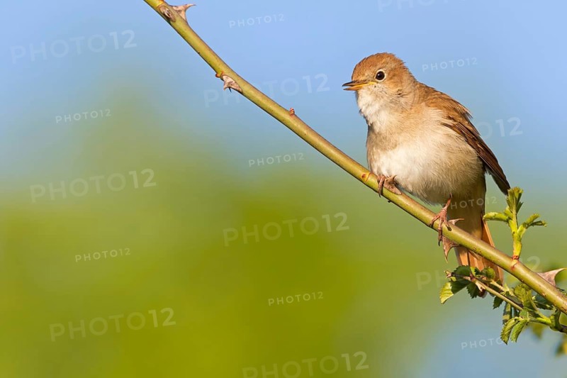 Nightingale, (Luscinia megarhynchos), animals, bird, songbird, family of passerines, classification as thrush and flycatcher, Nahe valley, Bad Kreuznach district, Rhineland-Palatinate, Federal Republic of Germany