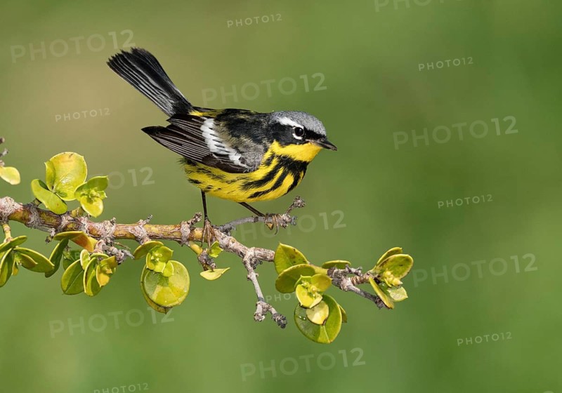 Magnolia Warbler (Setophaga magnolia) male perched on a branch, Texas, USA