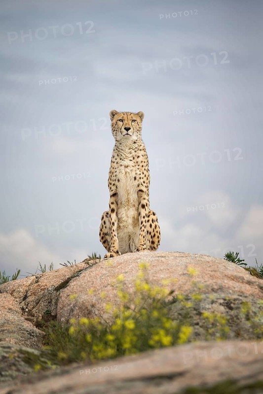 Cheetah (Acinonyx jubatus) male sitting on rock, Castile-La Mancha, Spain