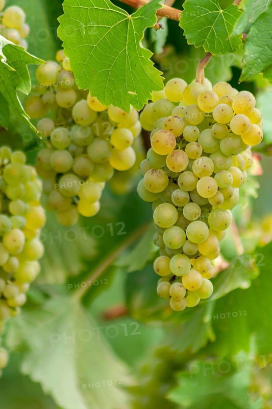 White grape vine (Vitis vinifera) on the vine, Southern Palatinate, Palatinate, Rhineland-Palatinate