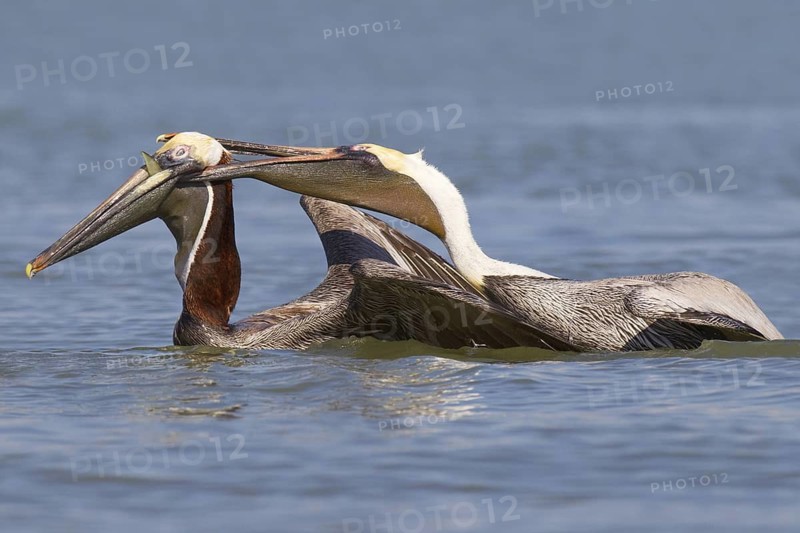 Brown Pelican (Pelecanus occidentalis) flying, Florida, USA
