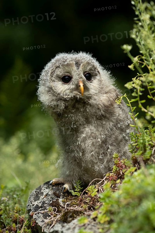 Ural Owl (Strix uralensis) fledgling, captive, Germany