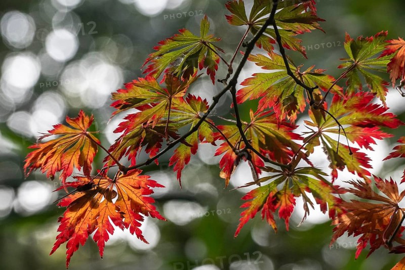 Adenhut leaf maple (Acer japonicum aconitifolium), autumn leaves, Emsland, Lower Saxony, Germany