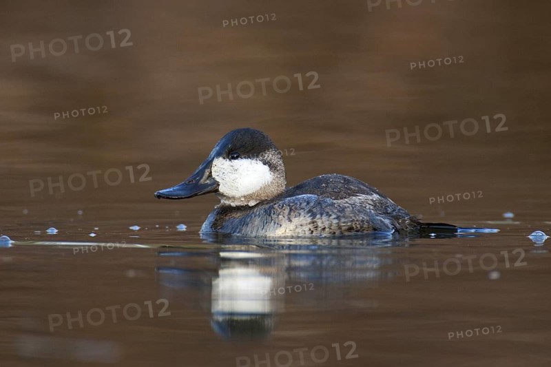 Ruddy Duck (Oxyura jamaicensis), British Columbia, Canada