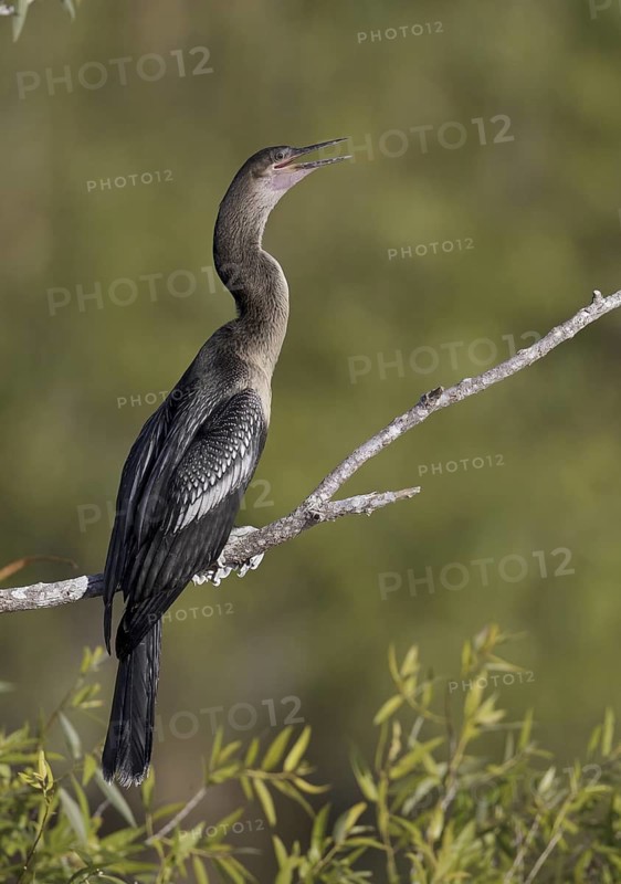 Anhinga (Anhinga anhinga), Florida, USA