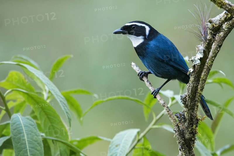 White-throated Jay (Cyanolyca mirabilis) perched on a branch in Oaxaca, Mexico