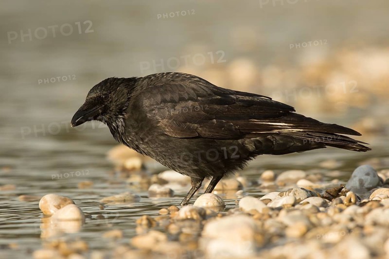 Carrion Crow (Corvus corone) at waterhole, Bavaria, Germany
