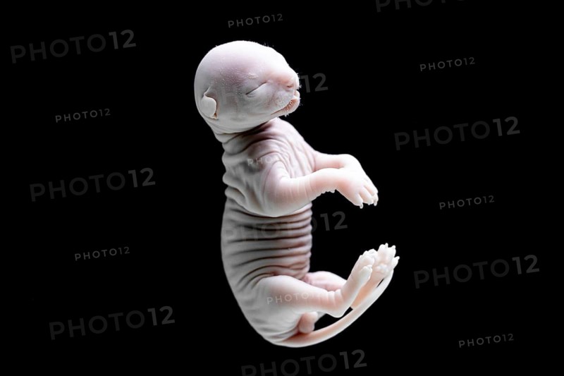Close-up image of a developing cat embryo captured on a black background, showcasing features and anatomy during gestation and highlighting early life stages