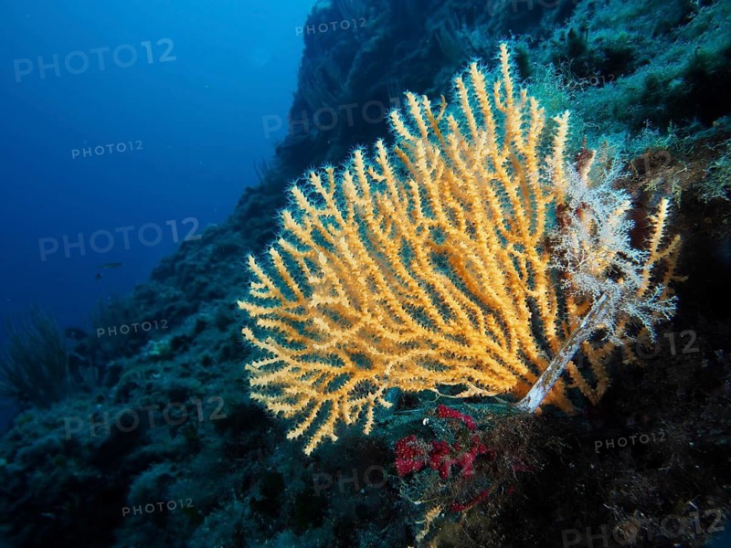 Yellow gorgonians (Eunicella cavolinii) stand in stark contrast to the deep blue sea water, dive site peninsula Giens, Mediterranean Sea, Porquerolles, Provence, Côte d'Azur, France