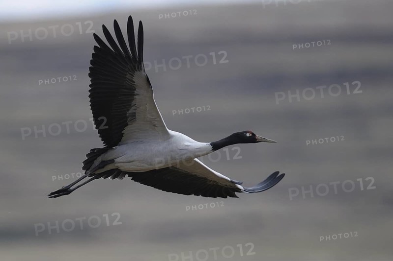 Black-necked Crane (Grus nigricollis) flying, Dashanbo, China