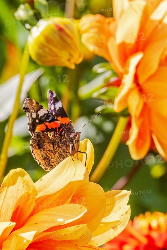 Red admiral (Vanessa atalanta) butterfly on flowering orange Dahlia flowers