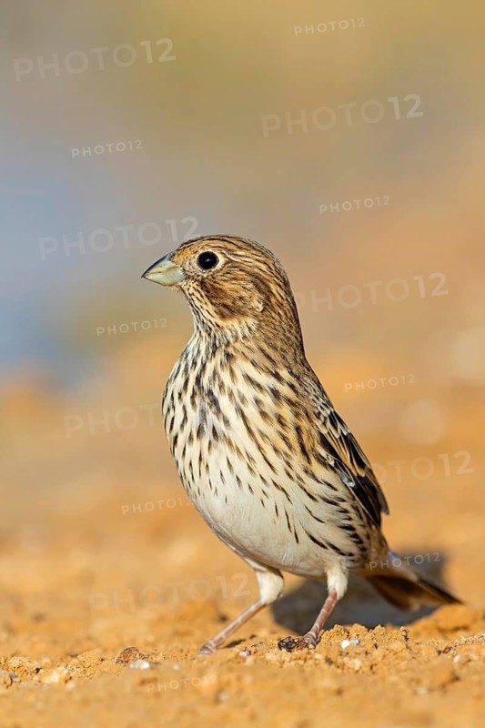 Grauammer, Corn Bunting, Miliaria calandra, Emberiza calandra, Bruant proyer, Triguero