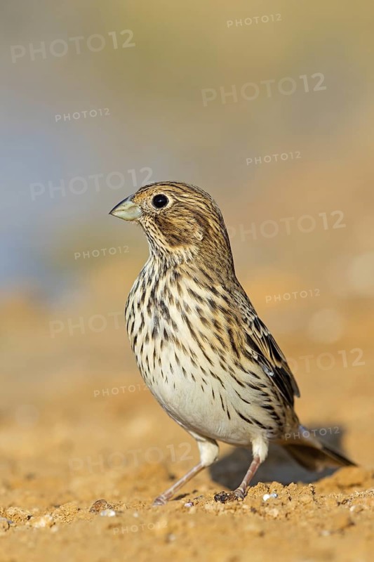 Corn bunting, (Emberiza calandra), bunting, animals, birds, bunting family, Celias Waterhole, Ezuz, HaDarom, Israel