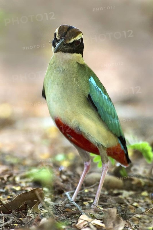 Fairy Pitta (Pitta nympha), Western Australia, Australia