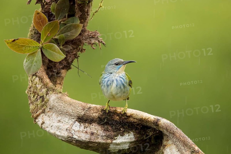 Female shining honeycreeper, Costa Rica