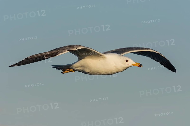 Armenian Gull (Larus armenicus) flying, Eilat, Israel