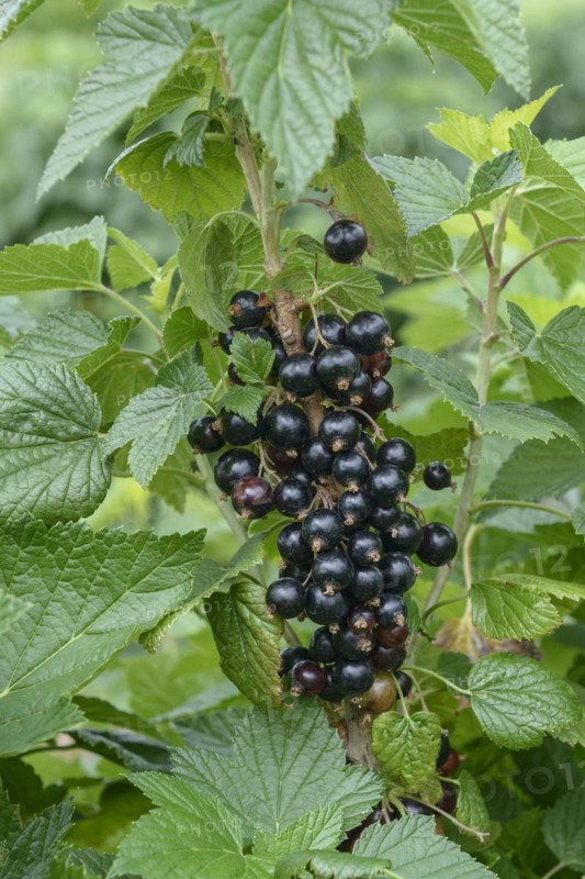 Blackcurrant (Ribes nigrum 'Ben Finlay'), Bundessortenamt Prüfstelle Wurzen, Wurzen, Saxony, Germany