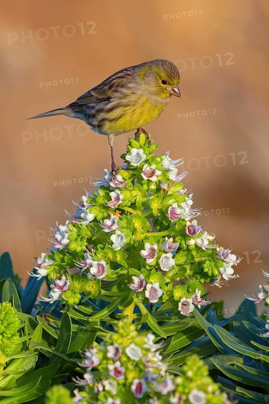 Atlantic canary (Serinus canaria), finch family, Lanzarote, Canary Islands, Spain