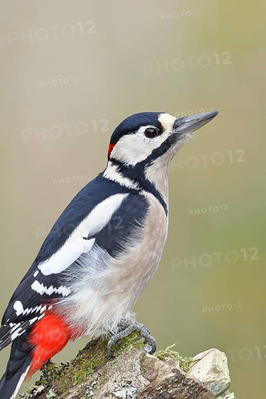Great spotted woodpecker (Dendrocopos major), male, foraging on a tree stump covered with moss and lichen in the forest, Wildlife, Animals, Birds, Woodpeckers, Wilnsdorf, North Rhine-Westphalia, Germany