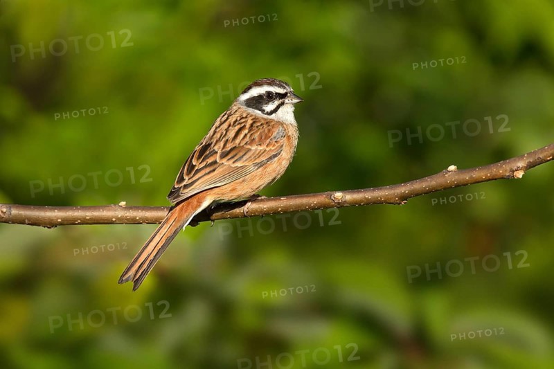 Wiesenammer (Emberiza cioides), Tokyo, Japan