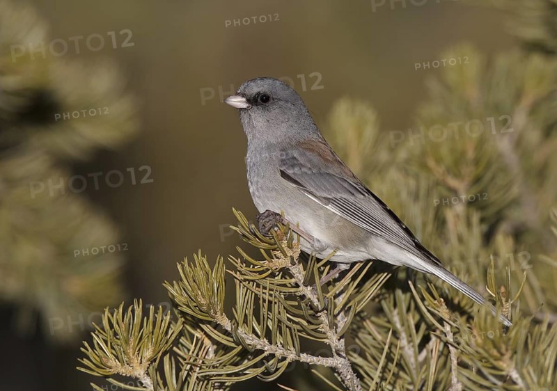 Grey-headed Junco (Junco hyemalis caniceps), New Mexico, USA