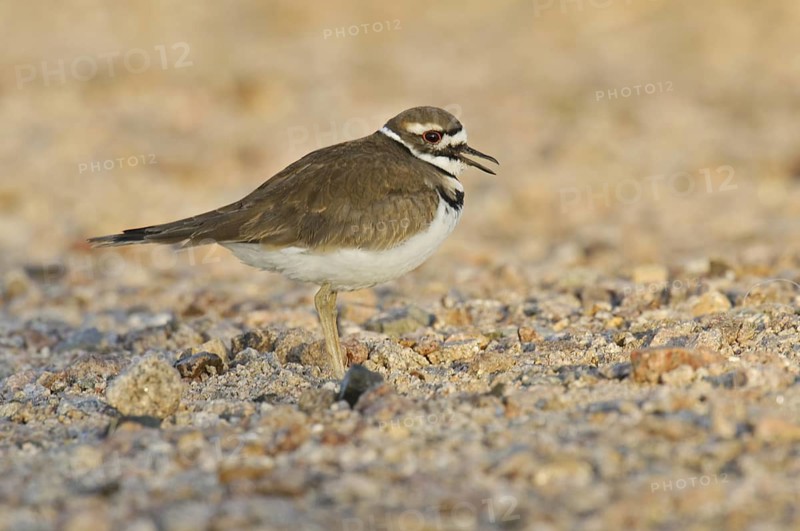 Killdeer (Charadrius vociferus), Arizona, USA